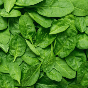 Baby Spinach Dela Fresh Foods in Uganda