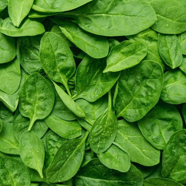 Baby Spinach Dela Fresh Foods in Uganda