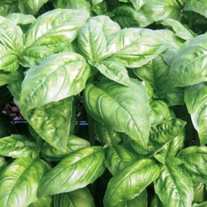 Basil Dela Fresh Foods in Uganda